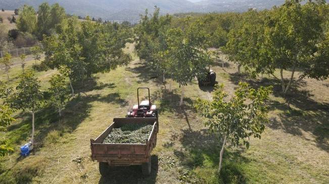 Memleketine döndü hobi olarak başladı: 35 ton mahsul bekliyor 4